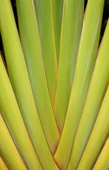 Detail of Traveller's Palm