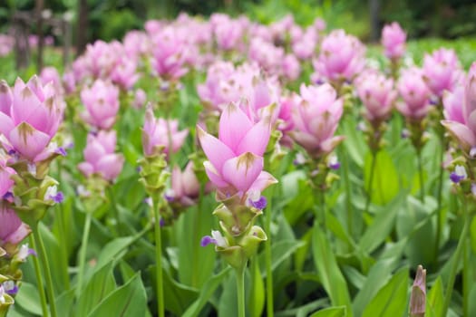 Siam tulip flower