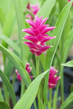 Siam tulip flower