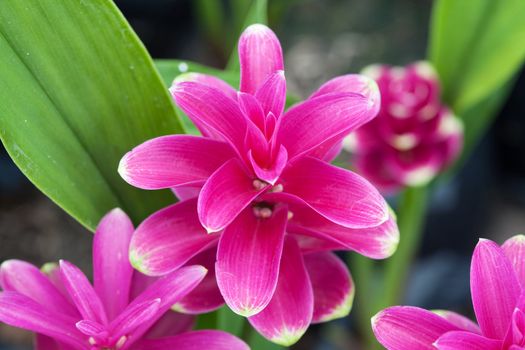 Siam tulip flower
