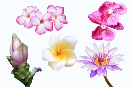 Different types of flowers