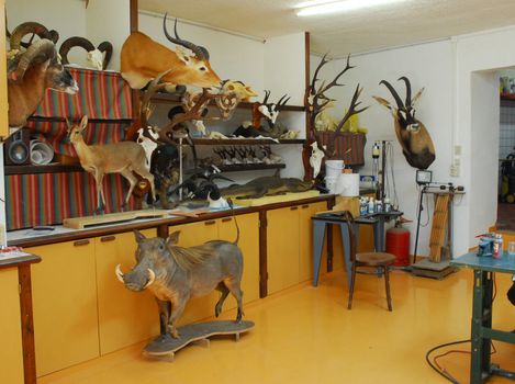 workshop of taxidermy with many dead animals