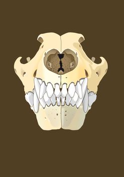 skull of dog section with bones x ray