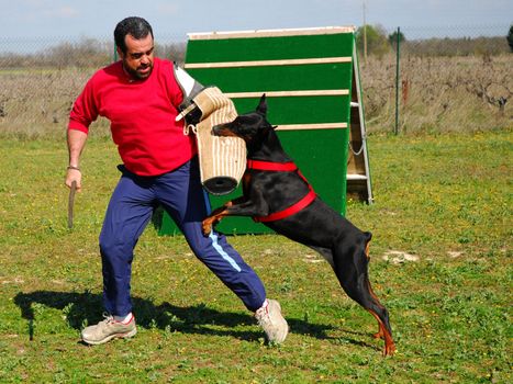 purebred doberman training with a man in an exercice of biting