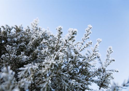 Coniferous tree with sharp prickles and snow-covered branches