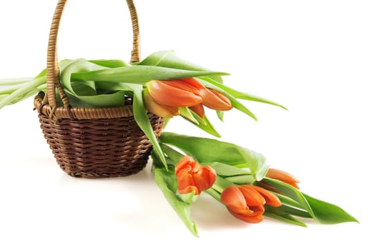red tulips in a basket on white background