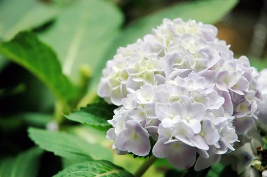 Flowers in the garden