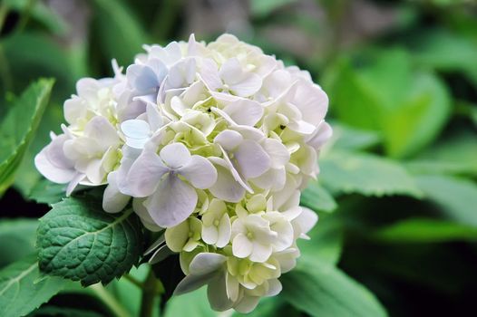 Flowers in the garden