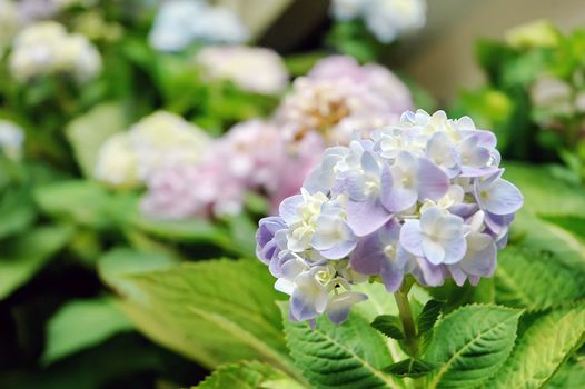 Flowers in the garden