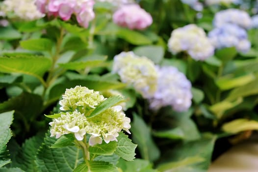 Flowers in the garden