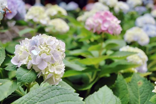 Flowers in the garden