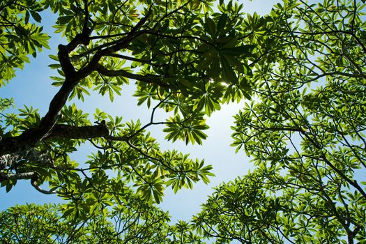Tree branches
