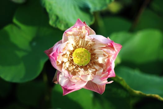 Water Lily