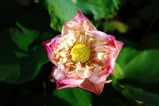 Water Lily