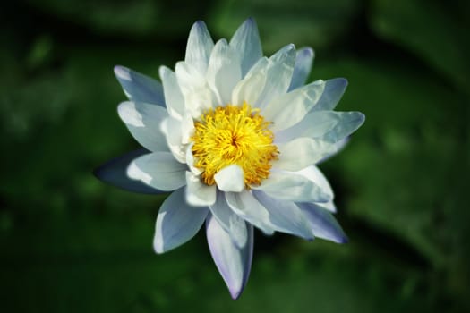 Water Lily