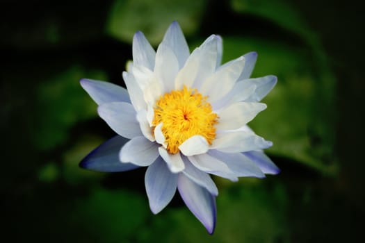 Water Lily