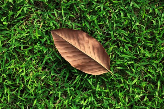 Single Leaf on Green Grass