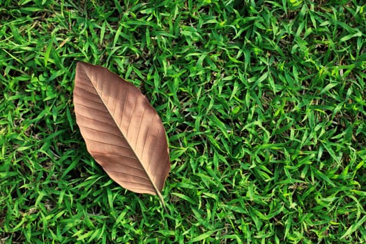 Single Leaf on Green Grass