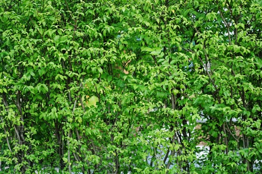 Green Leafs for Background