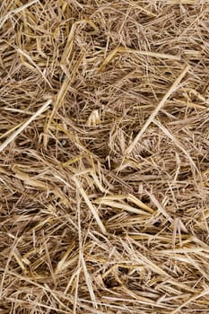 Hay seamless background