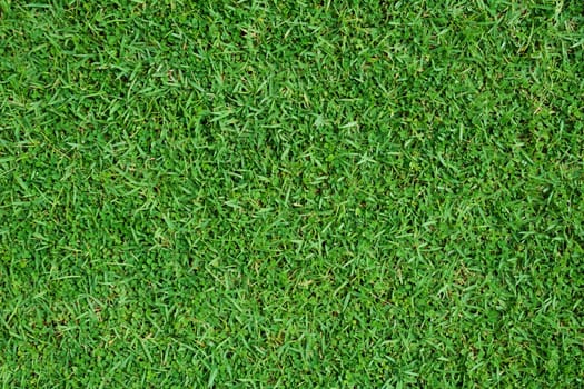 Green Grass