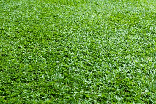 Green Grass