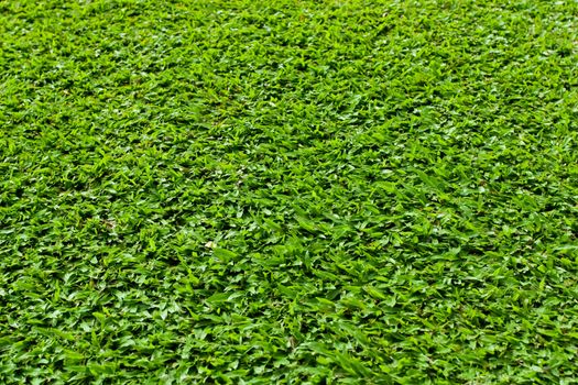 Green Grass