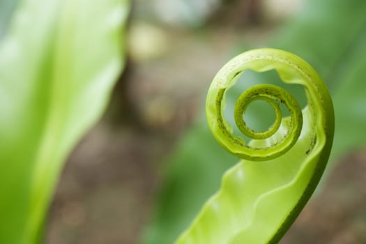 Unfurling Fern Tip