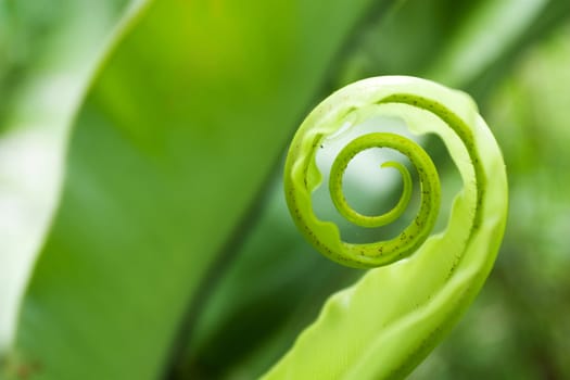 Unfurling Fern Tip