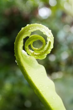 Unfurling Fern Tip