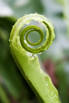 Unfurling Fern Tip