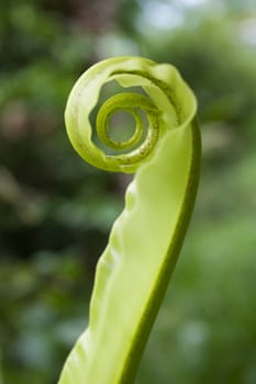 Unfurling Fern Tip