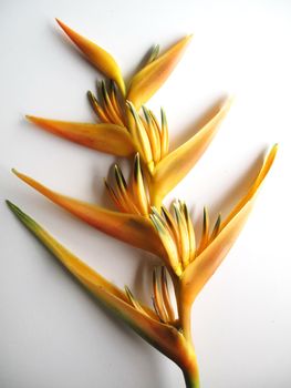 Yellow Bird of Paradise