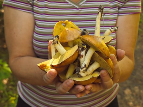 A woman holding a yellow boletus mushrooms. Focus on mushrooms.