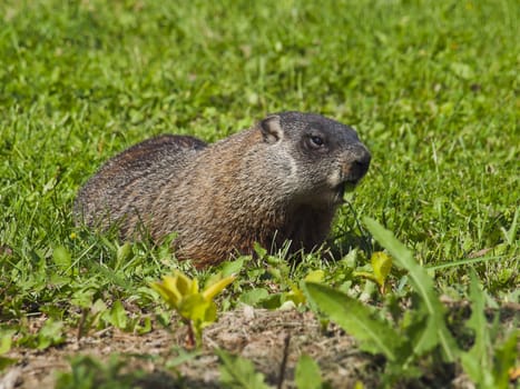 Wild animals. Marmot. Portrait.