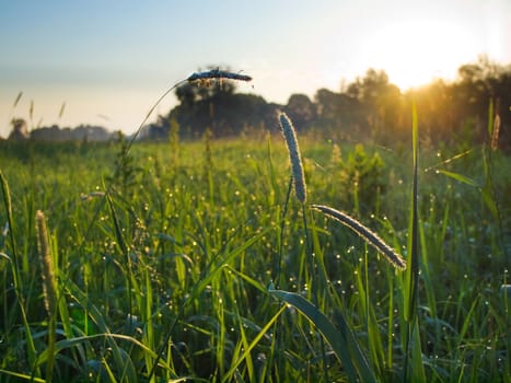 Early summer morning view with green meadow and bright sun