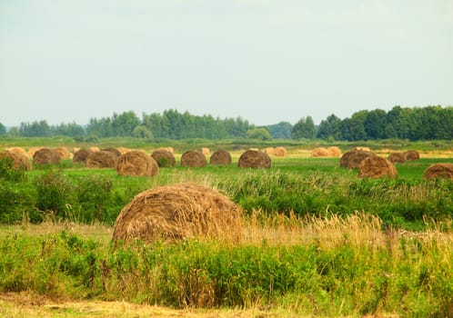 Harvested summer field with rolls of straw