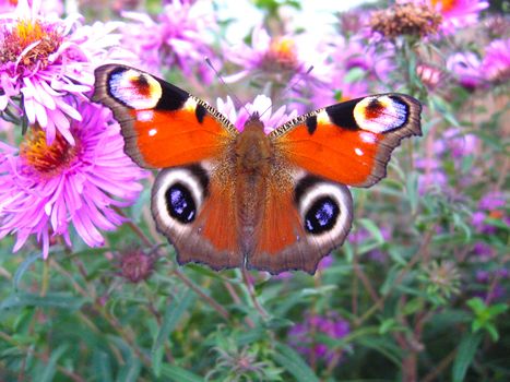 The graceful butterfly of peacock eye sitting on the aster