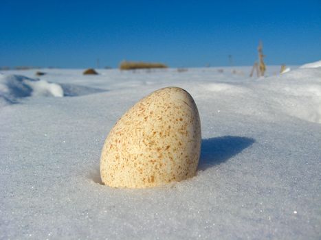 Landscape with one egg of turkey on the snow