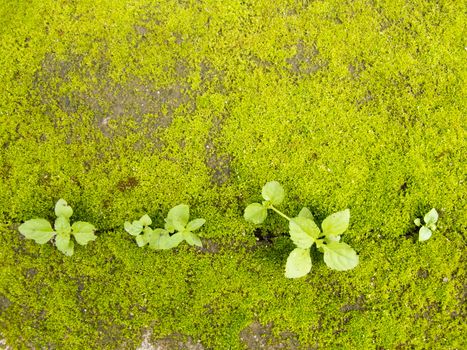 Pattern of green moss on concrete ground with small plant