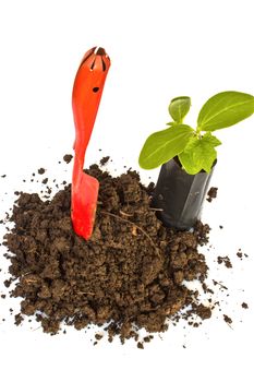 Transplant of a tree and garden tools on a white background. Concept for environment conservation