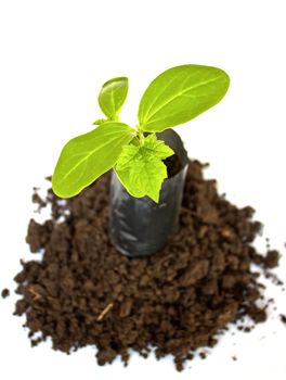 Young plant in Planting bag on  soil over white