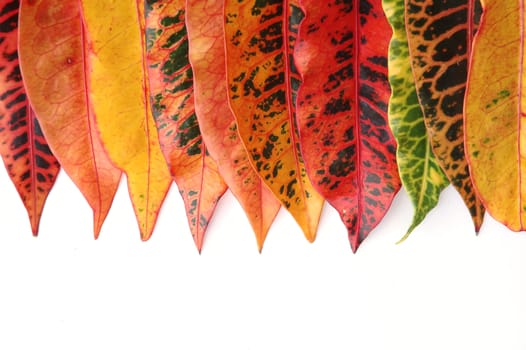 croton leaf