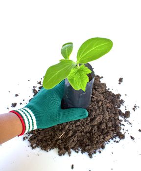 Planting young plant  in the soil on white