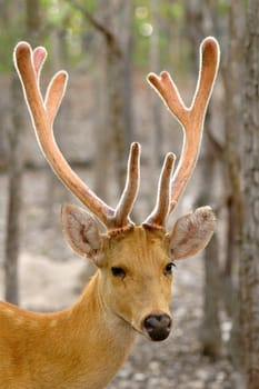 barasingha