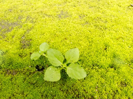 Pattern of green moss on concrete ground with small plant