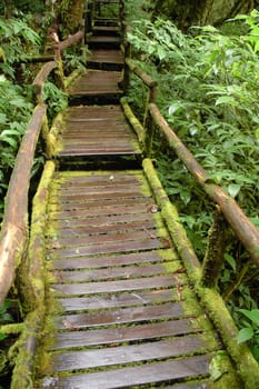 nature trail