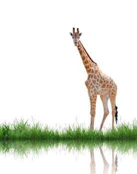 giraffe with green grass isolated