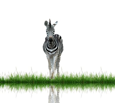 zebra with green grass isolated