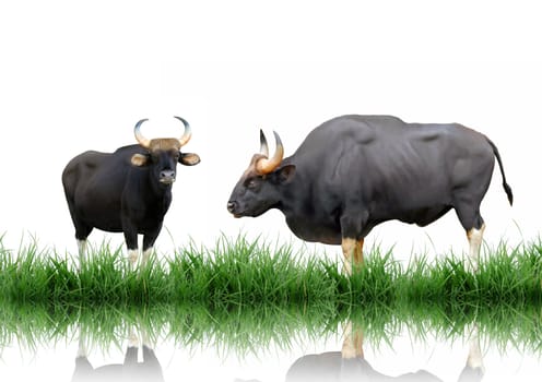 gaur with green grass isolated